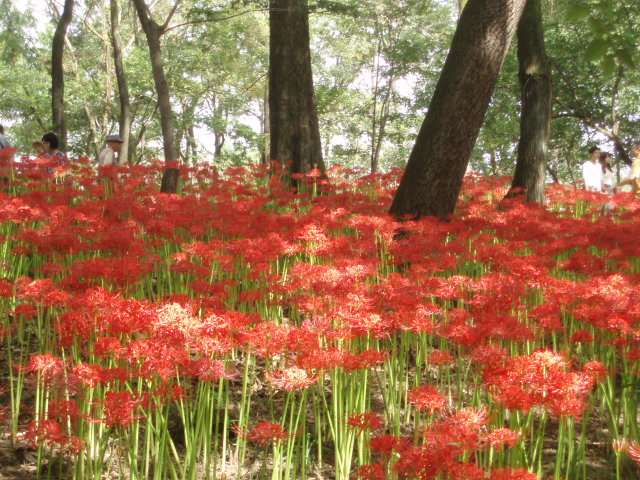 曼珠沙華